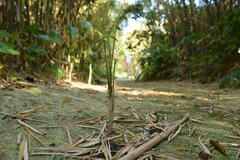 Pleioblastus linearis