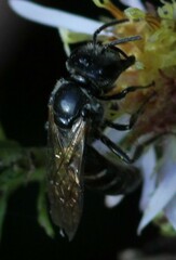 Lasioglossum coriaceum