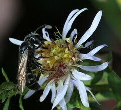 Lasioglossum coriaceum