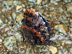 Elymnias nesaea