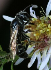 Lasioglossum coriaceum