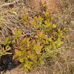 Crassula cultrata