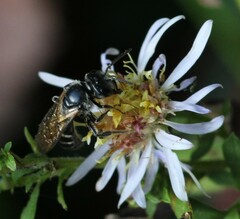 Lasioglossum coriaceum