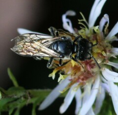 Lasioglossum coriaceum