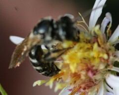 Lasioglossum coriaceum