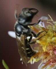 Lasioglossum coriaceum