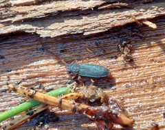 Uleiota planata