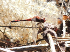 Sympetrum infuscatum