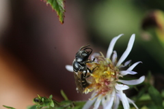 Lasioglossum coriaceum