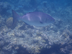 Kyphosus