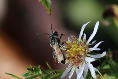 Lasioglossum coriaceum