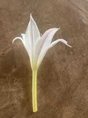 Crinum