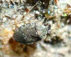 Ochterus