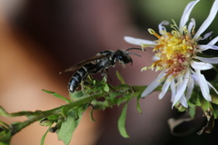 Lasioglossum coriaceum