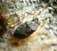 Ochterus