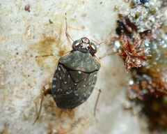 Ochterus