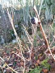 Cotoneaster melanocarpus