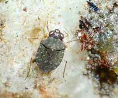 Ochterus