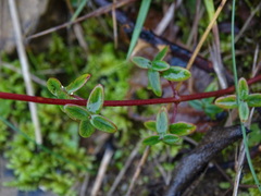 Hypericum pulchrum