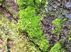 Dicranum montanum