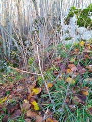 Cotoneaster melanocarpus