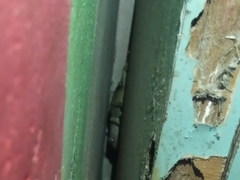 Gekko gecko