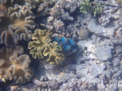 Tridacna squamosa
