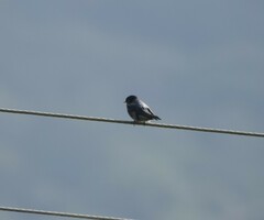 Hirundo domicola