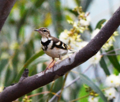 Dendronanthus indicus