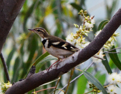 Dendronanthus indicus