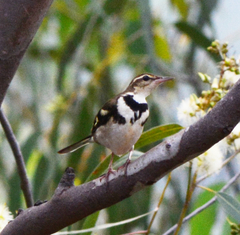 Dendronanthus indicus