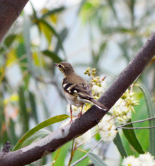 Dendronanthus indicus
