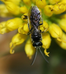 Lasioglossum pectorale