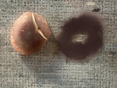 Hypholoma lateritium