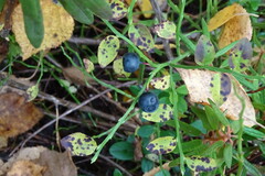 Vaccinium myrtillus