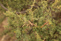 Indigofera nigromontana