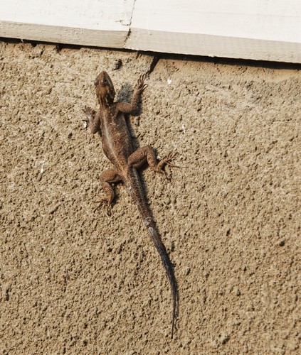 Agama finchi