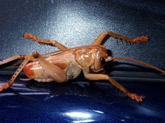 Gryllacrididae