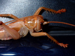 Gryllacrididae