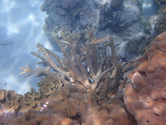 Acropora muricata