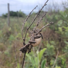 Tenodera superstitiosa