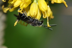 Lasioglossum pectorale