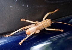 Gryllacrididae