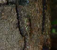 Lamellitettigodes contractus