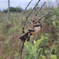 Tenodera superstitiosa