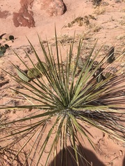 Yucca angustissima