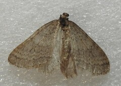 Operophtera bruceata