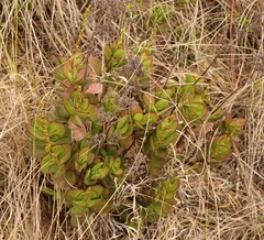 Crassula cultrata