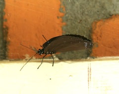 Euploea westwoodii