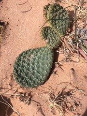Opuntia aurea